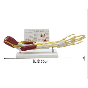 1:1 Анатомия в натуральную величину Модель функции связок конечностей и суставов рук Костный скелет Медицинская обучающая игрушка для скелета человека