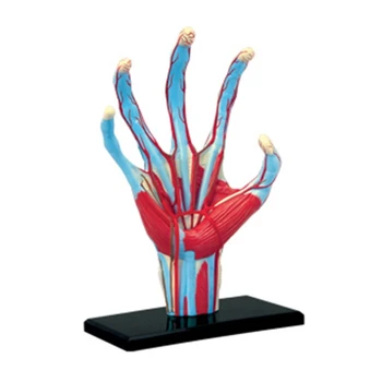Анатомическая модель дропшиппинга кисти с мышцами, связками, нервами и артериями, съемные части показывают внутреннюю деталь руки и
