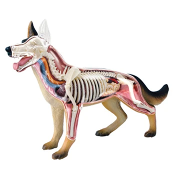 Модель анатомии органов животных 4D Собачий интеллект Сборка игрушки Обучение анатомии Модель DIY Научно-популярные приборы