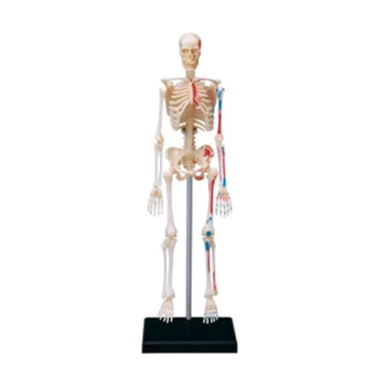 Съемная мини-модель человеческого скелета Модель анатомии малого скелета в полный рост для медицинского обучения и обучения в классе